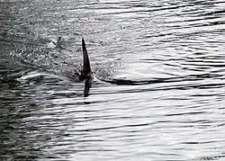 Dorsal fin of a shark