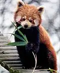 Red panda eating bamboo