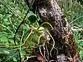 Air plant (Tillandsia bulbosa)