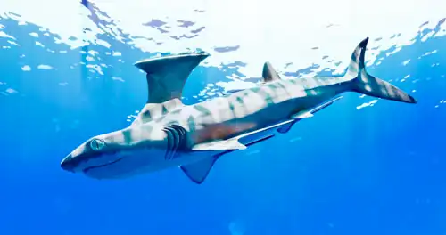 Akmonistion of the Holocephali order Symmoriida roamed the oceans of the early Carboniferous.