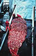 8 short tons (7.3&nbsp;t) of Alaska pollock in a net on a trawler's deck