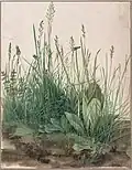 Large Piece of Turf, 1503, watercolour and gouache w/highlighting, 40,8&nbsp;×&nbsp;31,5&nbsp;cm (Albertina)