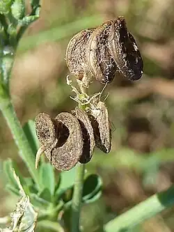 Mature fruits of M. sativa var. sativa