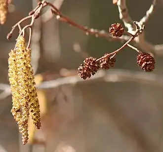 Inflorescence showing male catkins (left) and mature female cone-like catkins (right)