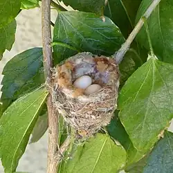 Each approximately the size of a pea, two eggs in the nest of an Allen's hummingbird