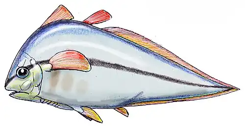 Allenypterus montanus (Hadronectoridae)