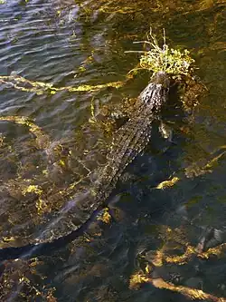 A color photograph taken from above of a mid-sized alligator with its head above water resting on an outcropping of plants and the rest of its body submerged in clear water. The alligator is surrounded by strands of yellow and brown strands of periphyton underwater.