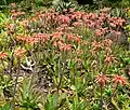 Aloe maculata - prev. A. saponaria (soap aloe)