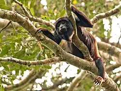 Black monkey