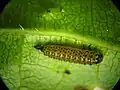 Altica, larva