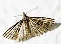 In the many-plumed moths (family Alucitidae), wings are split along each vein