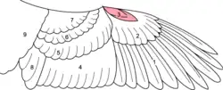 Drawing of the various parts of a bird's wing
