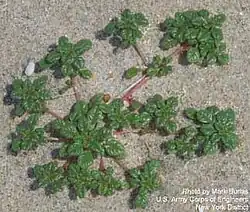 Seabeach amaranth (A.&nbsp;pumilus)