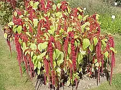 Love-lies-bleeding (A.&nbsp;caudatus)