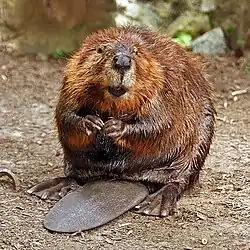 Red and brown beaver