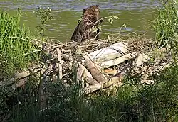 Beaver near a dam made of tree trunks