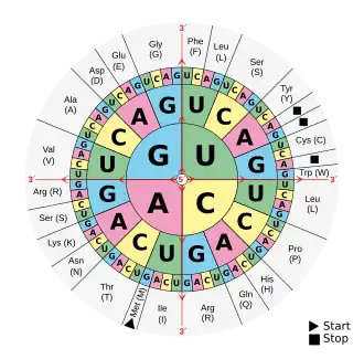 A circular diagram is separated into three rings, broken down into sections labeled with the letters: G, U, A, and C. Each represents a nucleotide found in RNA.
