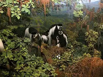 Diorama in Akeley Hall of African Mammals