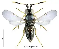 The tiny parasitic wasp Anagyrus lopezi, a highly effective biological control of the cassava mealybug