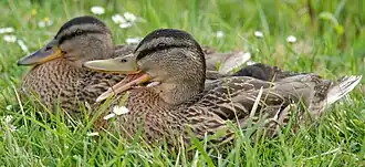 Fledgling female and male