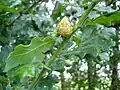 Oak artichoke gall caused by Andricus foecundatrix