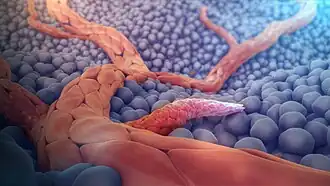 This image shows sprouting angiogenesis, only, a process that has not been confirmed for normal tissues based on analysis of 3-D serial sections. It exists in tumors as pathological variation, in which blood vessel loops get "interrupted" by the invasion of tumor cells (see Patan et al.Circ. Res. 89, 2001)