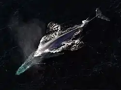 The blue whale is the largest animal that has ever lived; it can be up to 33.6 metres (110&nbsp;ft) long.
