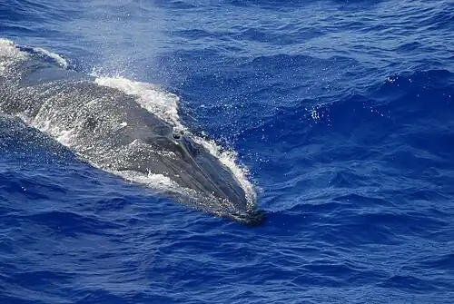 Bryde's whale