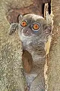 Gray lemur