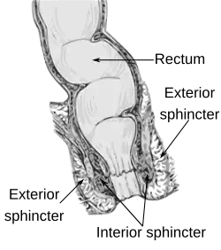 A cutaway anatomical diagram depicting the sigmoid colon, rectum, and anal canal.