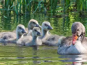female with goslings, Sweden