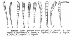 Butterfly antennal shapes, mainly clubbed, unlike those of moths. Drawn by C. T. Bingham, 1905