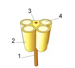 Diagram of anther in cross section. 1: Filament; 2: Theca; 3: Connective (conducting vessels in red); 4: Pollen sac