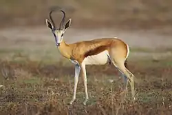 Male springbok