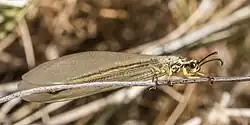 Adult of Myrmecaelurus trigammus