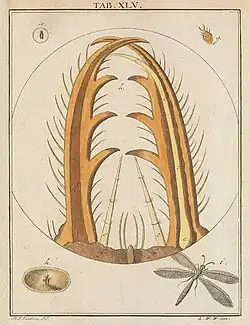 Microscopic illustration of an antlion larva's pincer by Martin Frobenius Ledermüller (1759–1763)