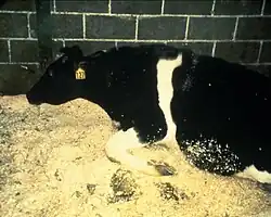 A maternal cow infected with BSE, unable to stand up as a consequence
