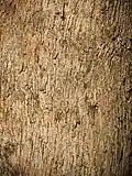 Bark detail of E. angophoroides, the apple-topped box