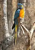 Blue-throated macaw, a critically endangered bird