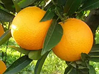 Oranges on the branch
