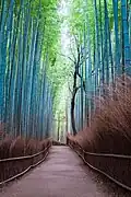 Bamboo Forest, Arashiyama