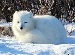 An Arctic fox in winter coat, lying down in snow with its tail wrapped around its body.