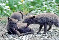 Black Arctic fox pups, a couple of months old