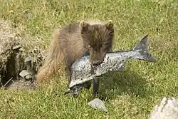 A dark brown fox in its summer coat.