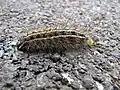 Apantesis arge, caterpillar