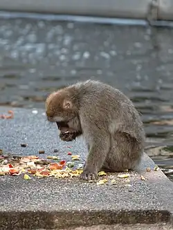 Eating various fruits and vegetables