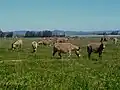 A meadow (pasture) maintained by grazing livestock