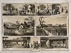 Process of making tea in Assam