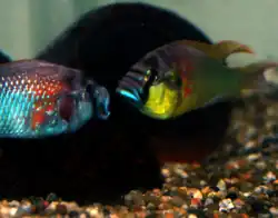 Haplochromini: Astatotilapia burtoni is one of the few Tanganyika species,[58] unlike other African Great Lakes where most belong to this tribe[59]