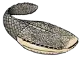 Pteraspidomorph